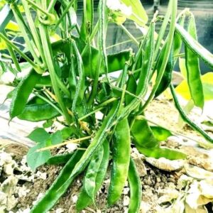 ১ প্যাকেট বীজ ৩০০ টাকা