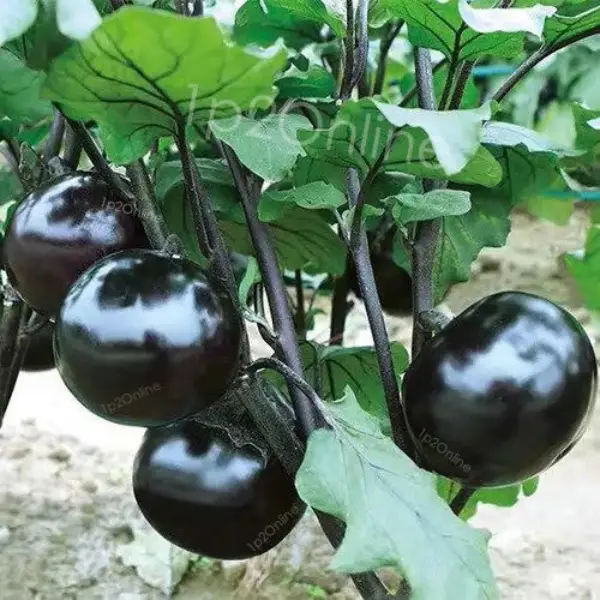 ১ প্যাকেট তাল বেগুন বীজ 300টাকা